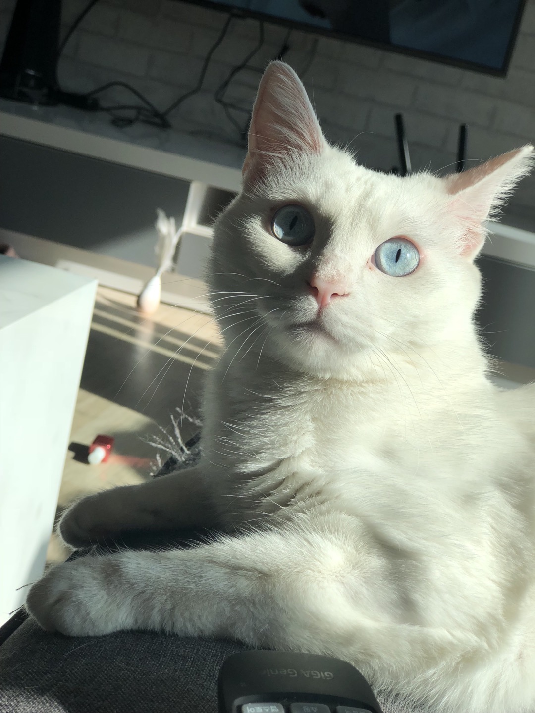 260310 광명 쪼꼬.jpg