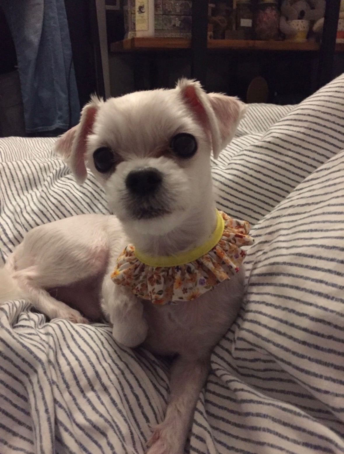 260310 시흥 별이.jpg