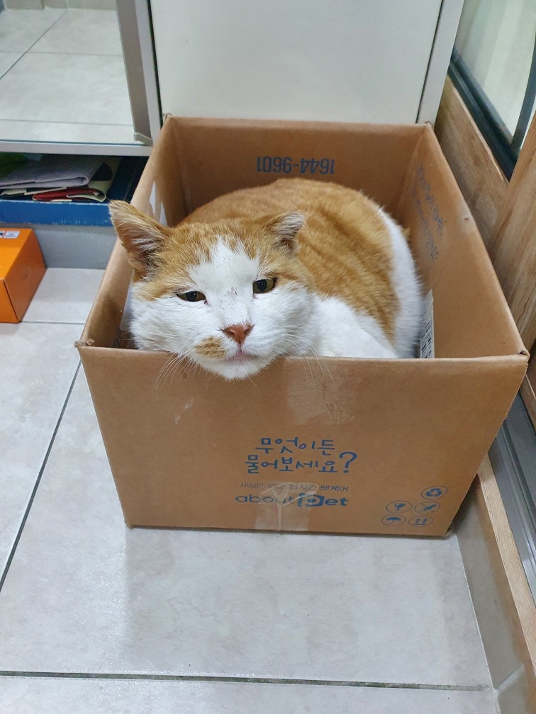 260303 시흥 노랑이.jpg