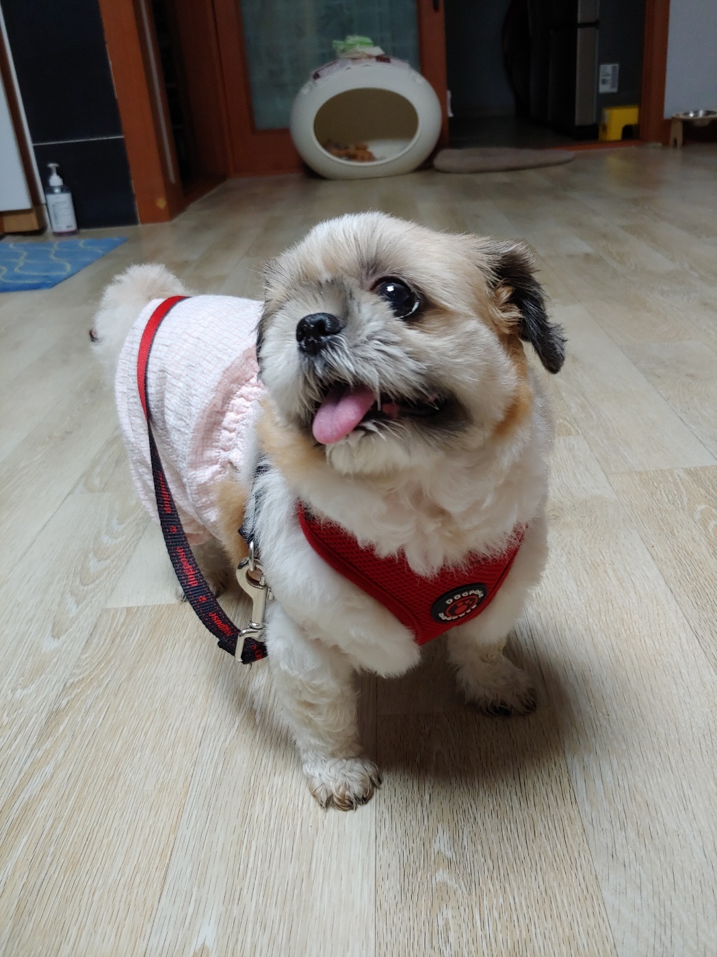 260312 십정동 가을이.jpg