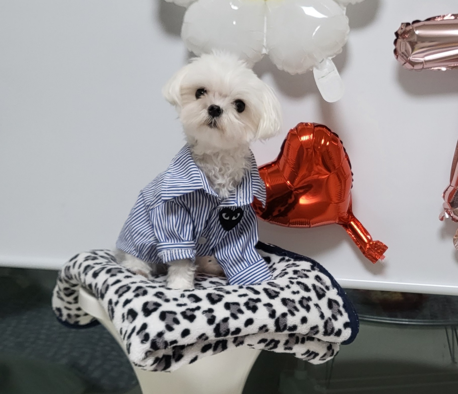 260318 안양 설이.jpg