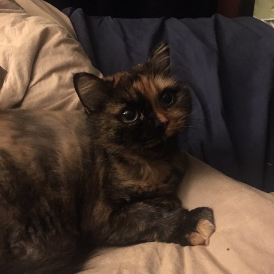 260322 과천 심바.jpg