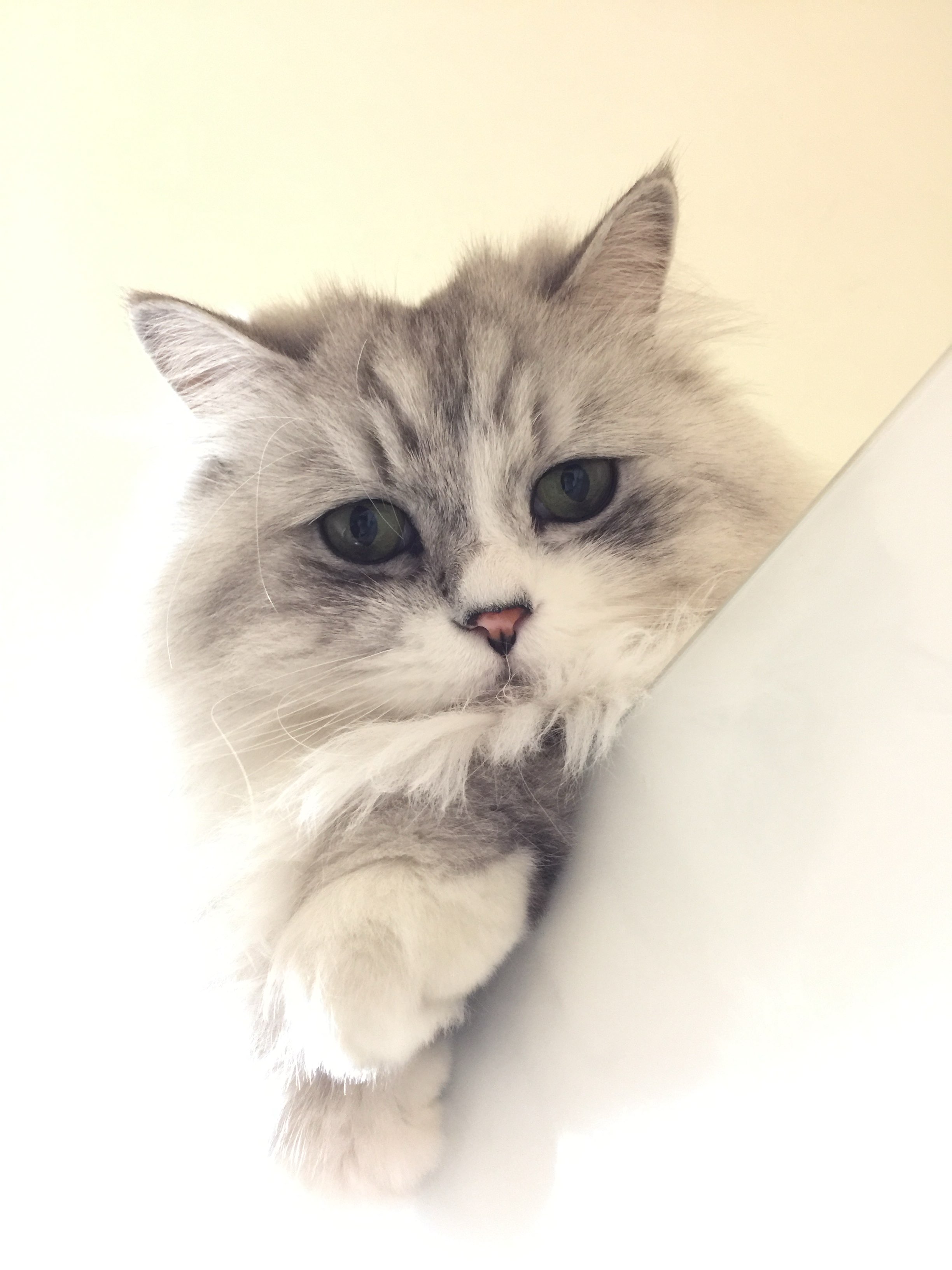 260415 시흥 루이.jpg