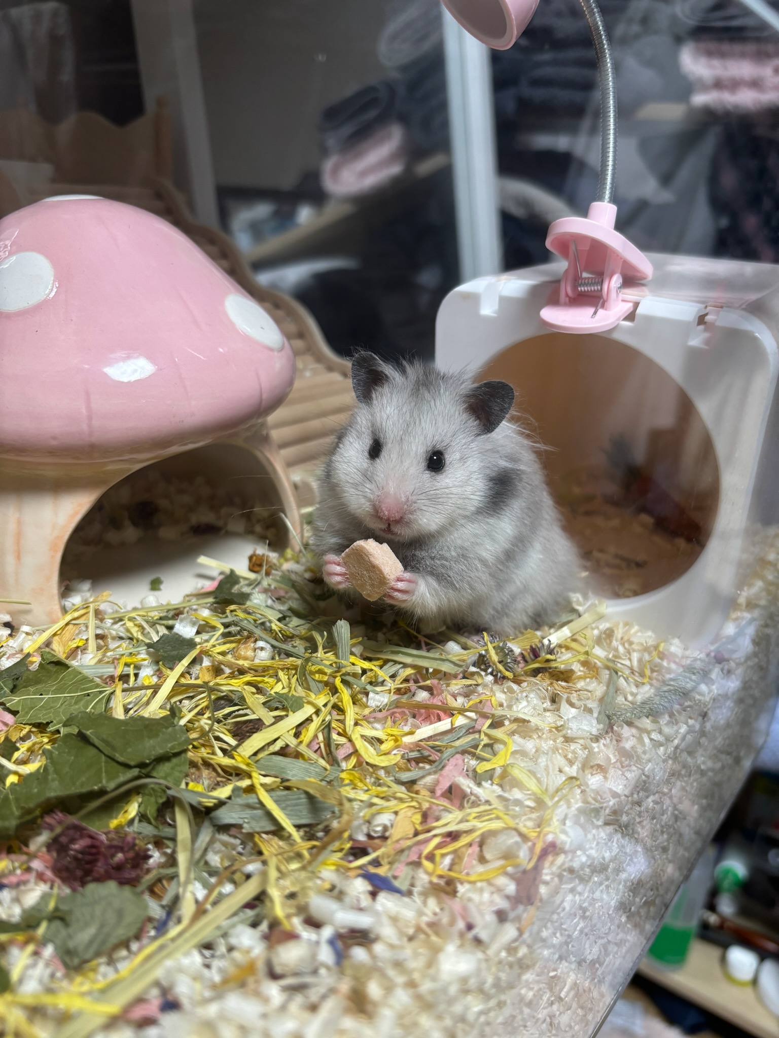 260417 안양 꼬질이.jpg