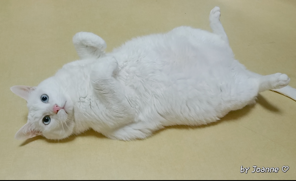 260423 서대문구 무아.png