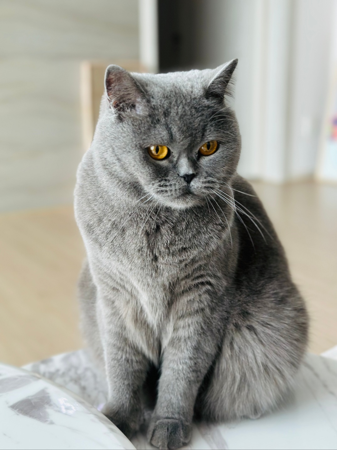 260425 시흥 춘식이.jpg