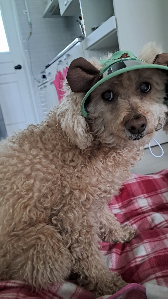 260427 안산 뽀미.jpg