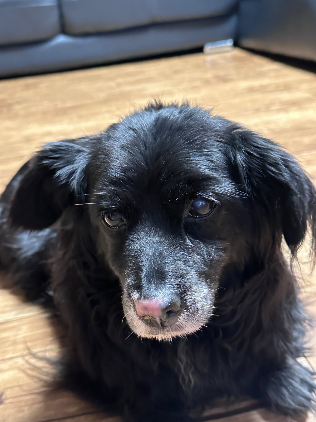 260406 만수동 깜순이.jpg